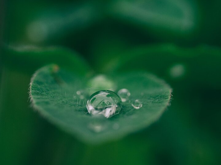 Dew on leaf