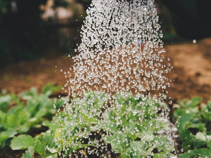 Watering can showering beautiful vegetation